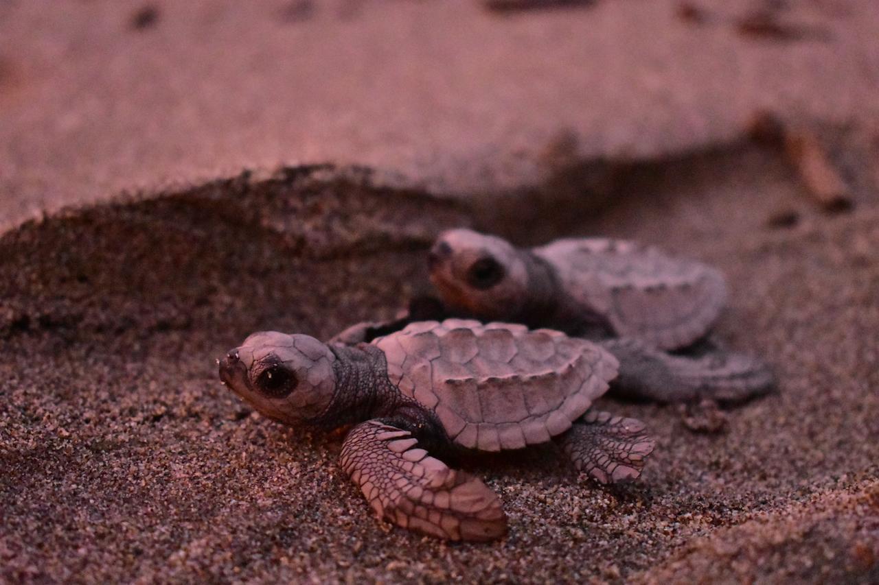 Crown Paradise Golden All Inclusive Resort - Adults Only 巴亞爾塔港 外观 照片 A hawksbill turtle hatchling